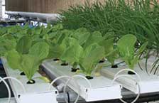 Growing Systems
