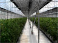 BK Hydroponic Systems
