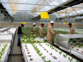 BK Hydroponic Systems