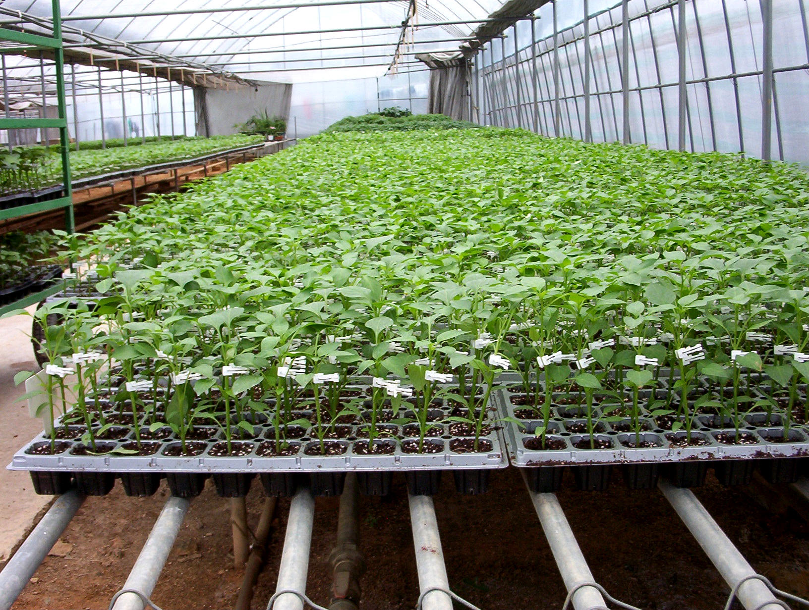 Hydroponics Systems &amp; Greenhouse | Gothic Arch Greenhouses