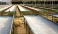 herb hydroponics