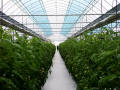 BK  Hydroponic Systems