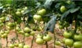 soil cultivation