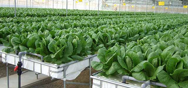 Hydroponics Systems & Supplies
