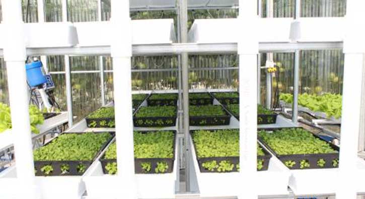Microgreen Rack 