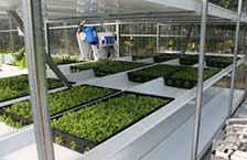 Hydroponic Microgreen Rack Systems