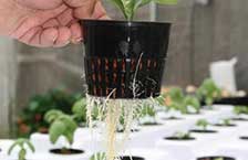 Hydroponic Growing Mediums