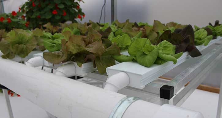 Hydroponic CS NFT System 