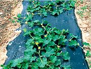 Olive Plastic Mulch