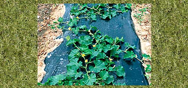 Olive Plastic Mulch 