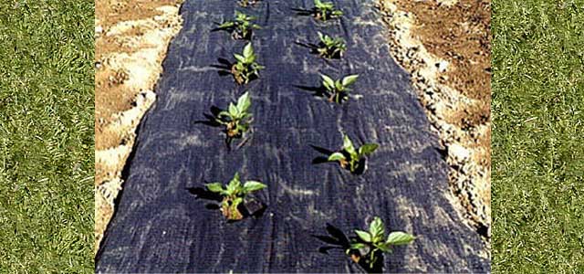 Planters Paper Mulch