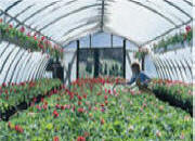 Polyethylene Films for Greenhouse Covering-Tufflite Greenhouse Poly Films 