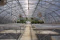 Quonset Greenhouses