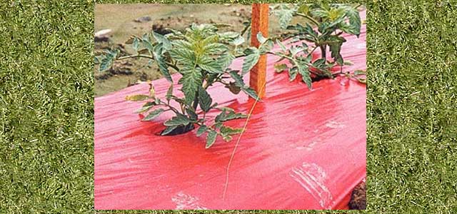 Red Plastic Mulch