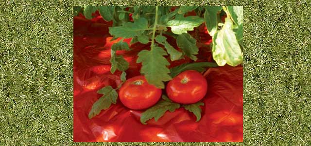 Plastic Mulch Information