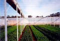 Retractable Roof Greenhouses
