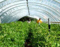 Round Cold Frames