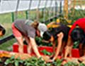 Round Cold Frame