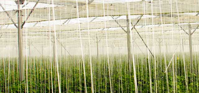 Shade System with Crop