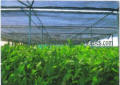 Shade Greenhouses 