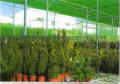 Shade Greenhouses 