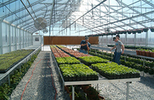 Institutional & School Greenhouse