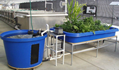 Aquaponic System