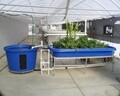 Aquaponic System