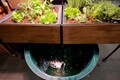 The Harmony Home Aquaponics System 