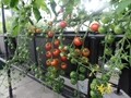 the School Aquaponic System 