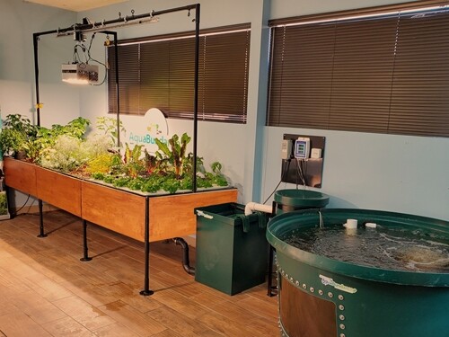 the School Aquaponic System 