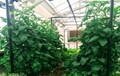 the School Aquaponic System 