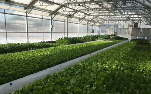 Flourish Aquaponic Farms