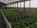 Flourish Aquaponic Farms