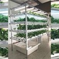 Vertical NFT Lettuce & Herb System 