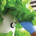 Vertical Aeroponic System-8'