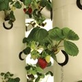 Vertical Aeroponic System-8' 