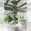 Vertical Aeroponic System-hobby-8' 