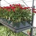 3-Level Plant & Display Bench