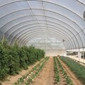 Extra-Tall High Tunnels