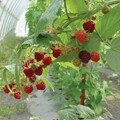 High Round Vent Hoop house