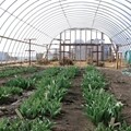 Round Vent Hoop house