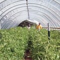 Economy High Tunnel & Hoop Houses 