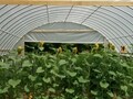 Economy High Tunnel & Hoop Houses 