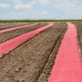 Red Plastic Mulch