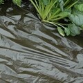 Solar Plastic Mulch