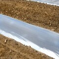 Metallic Plastic Mulch