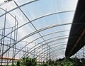 12 mil Clear 4 Year  Reinforced Greenhouse Cover