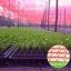 ChromatiNet Red Shade Net 30%: 30-35% Shade Protection