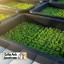 Smart Float 55-Cell Grow Tray with Plugs